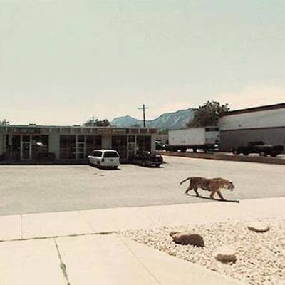 Skurriles auf Google Maps