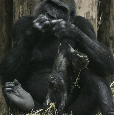 gorilla-tot