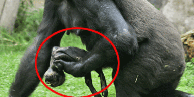 Gorilla-Mutter lässt totes Baby nicht mehr los