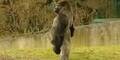 Gorilla geht aufrecht wie ein Mensch