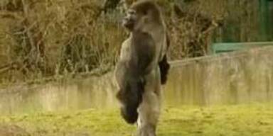 Gorilla geht aufrecht wie ein Mensch