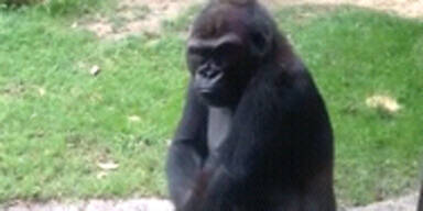 Gorilla erschreckt nervige Kinder