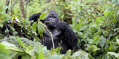 Gorilla Silberrücken