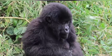 gorilla.png