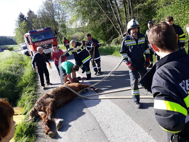 Pferd steckte entkräftet in Wassergraben fest