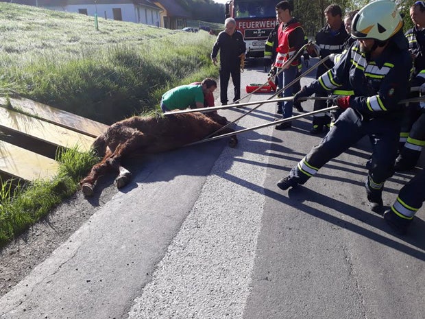 Pferd steckte entkräftet in Wassergraben fest