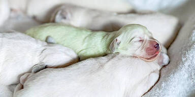 Golden Retriever bringt gr&uuml;nen Welpen zur Welt