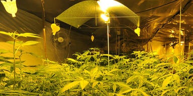 Drogenplantage in Salzburg