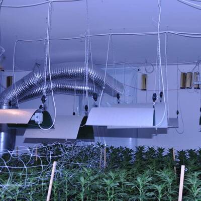 Mega-Marihuana-Plantage entdeckt
