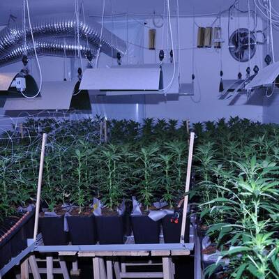 Mega-Marihuana-Plantage entdeckt