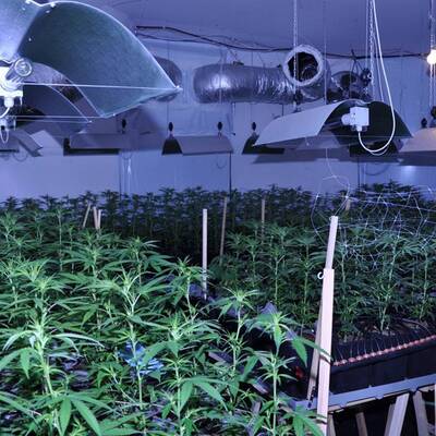 Mega-Marihuana-Plantage entdeckt