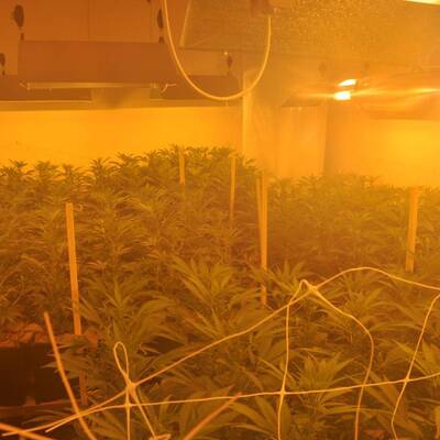 Mega-Marihuana-Plantage entdeckt