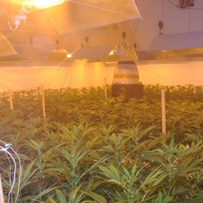 Mega-Marihuana-Plantage entdeckt