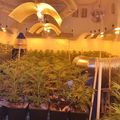 Mega-Marihuana-Plantage entdeckt