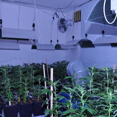Mega-Marihuana-Plantage entdeckt