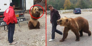 Trompeten-B&auml;r soll in &Ouml;sterreich bleiben