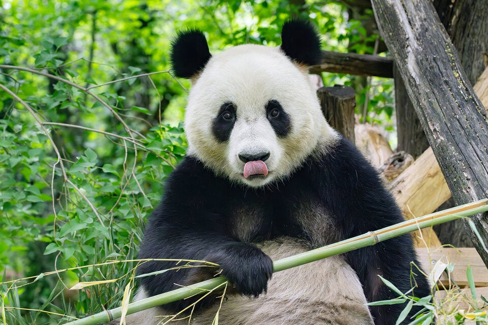 Beachtliche 30 Kilogramm Bambus frisst ein erwachsener Panda pro Tag. 