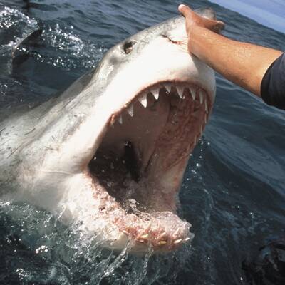 Diese Asseln krabbeln am Meeresboden