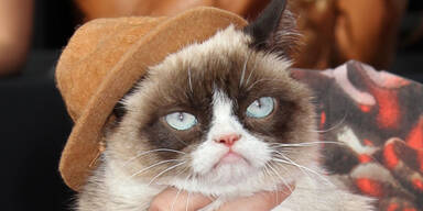 Grumpy Cat