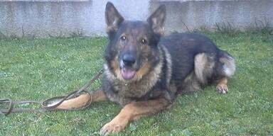 Polizeihund ertappt Einbrecher
