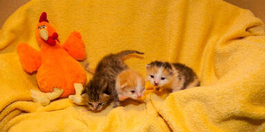 Katzenbabys Braunau