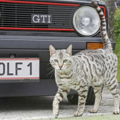 GTI-Treffen 2018 (Teil 2)