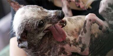 Hässlichster Hund der Welt gestorben