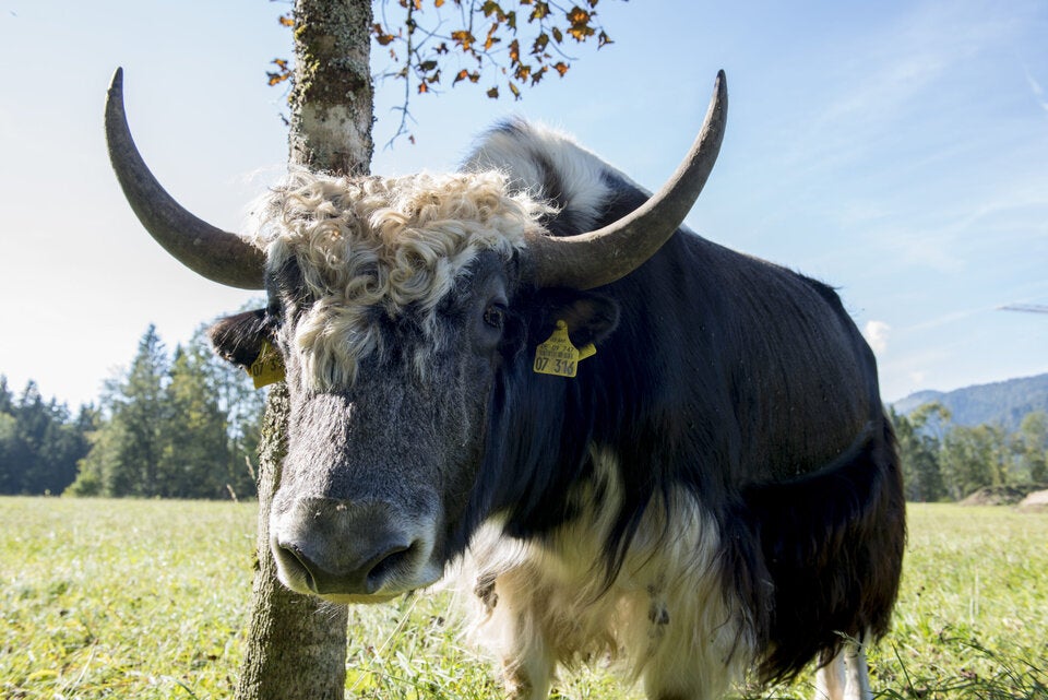 Tierisch guter Urlaub: Die schönsten Animal-Resorts