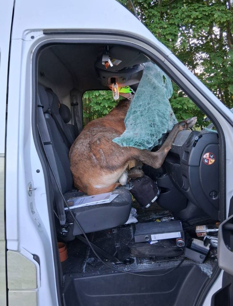 Hirsch kracht durch Windschutzscheibe