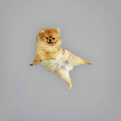 Fotografin lässt die Hunde fliegen