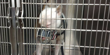 Hund aus Keller- gefängnis gerettet