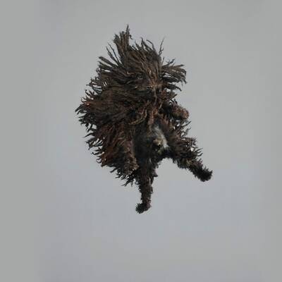 Fotografin lässt die Hunde fliegen