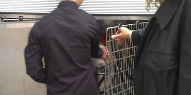 Hund aus Keller- gefängnis gerettet