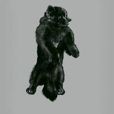 Fotografin lässt die Hunde fliegen