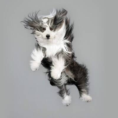 Fotografin lässt die Hunde fliegen