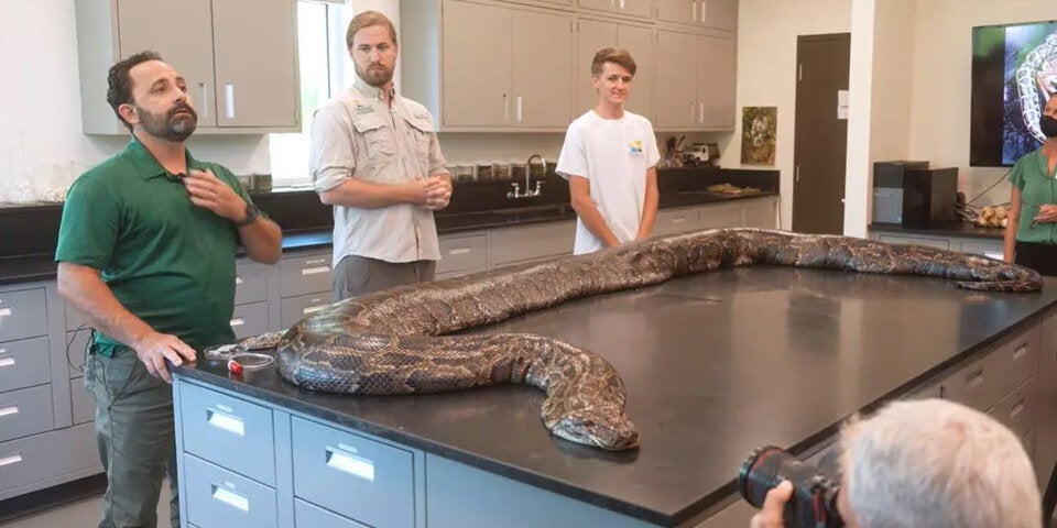 Riesen Python Schlange Florida