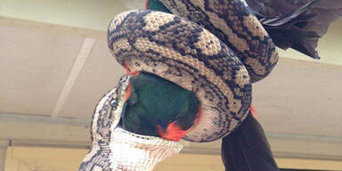 Schlange frisst Papagei