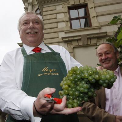 Bürgermeister Häupl bei der Weinlese in Wien