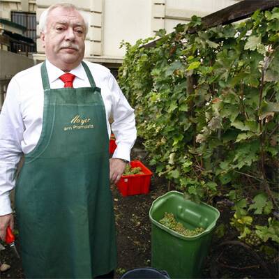 Bürgermeister Häupl bei der Weinlese in Wien
