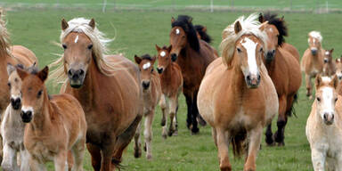 F&uuml;nfj&auml;hriger von Fohlen-Huf in Gesicht getroffen