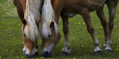 Haflinger Pferd