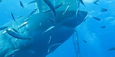 Taucher spielt mit Monster-Hai 