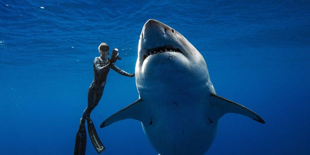 Das ist der größte weiße Hai der Welt