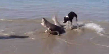 Dramatischer Kampf zwischen Hai und Orca