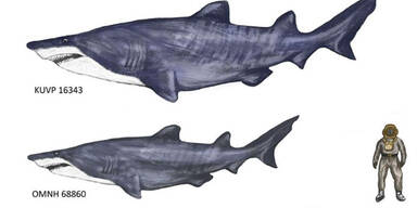 Monster-Hai in Texas gefunden