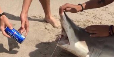 US-Studenten missbrauchen Hai für Trinkspiel