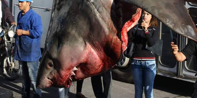 Wei&szlig;er Hai mitten in der Stadt aufgeh&auml;ngt