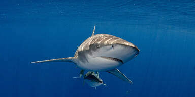 Hai-Attacke in &Auml;gypten: Bub (12) verliert Arm