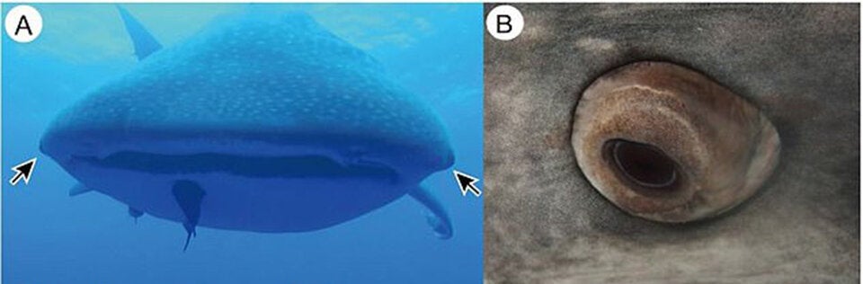 Größter Hai der Welt hat 3.000 Zähne als 