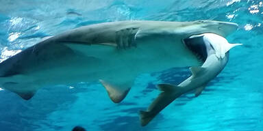 Hier frisst ein Hai einen Hai